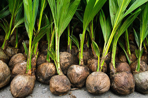 coconut-seedlings