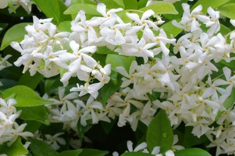 jasmine